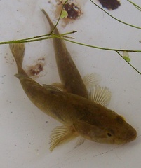 Perccottus glenii