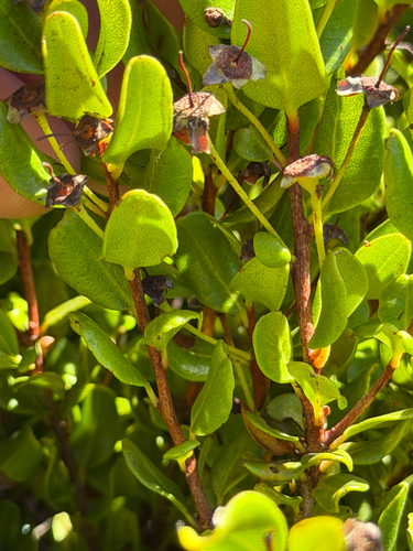 Myrcianthes coquimbensis, photograph 4