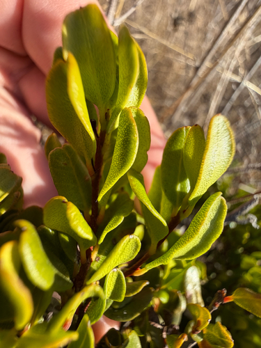 Myrcianthes coquimbensis, photograph 6