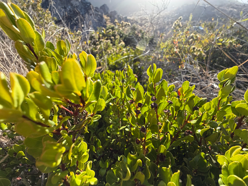 Myrcianthes coquimbensis, photograph 3