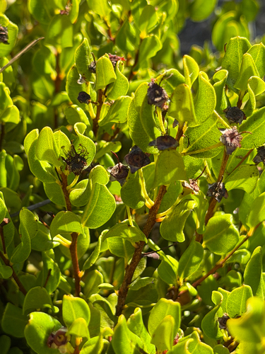 Myrcianthes coquimbensis, photograph 5