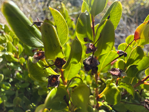 Myrcianthes coquimbensis, photograph 2