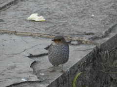 Phoenicurus fuliginosus