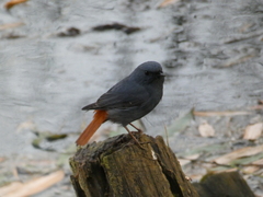 Phoenicurus fuliginosus