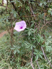 Ipomoea magnusiana, photograph (c) Hildegard Klein, some rights reserved (CC BY)