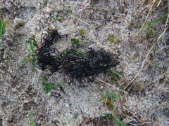 Furcellaria lumbricalis