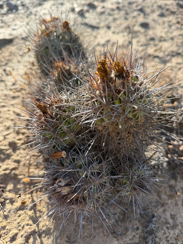 Copiapoa coquimbana