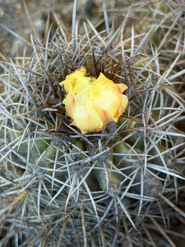 Copiapoa coquimbana