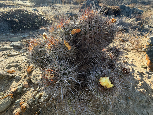 Copiapoa coquimbana