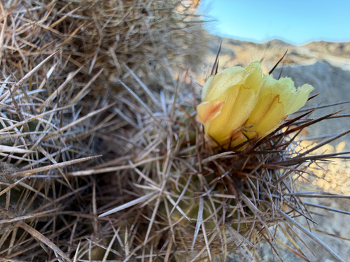 Copiapoa coquimbana