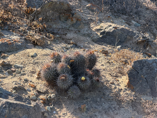 Copiapoa coquimbana