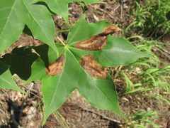 Phyllonorycter joannisi