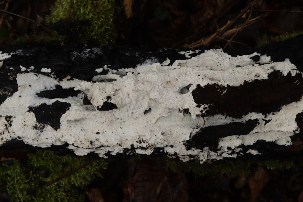 Trechispora cohaerens
