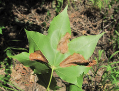 Phyllonorycter joannisi