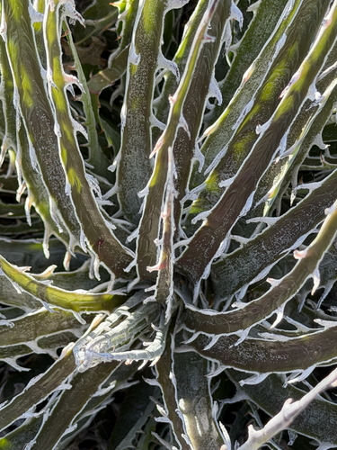 Puya gilmartiniae, photograph 1