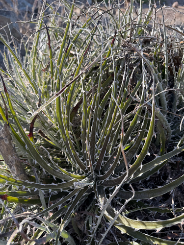 Puya gilmartiniae, photograph 2