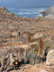 Puya gilmartiniae, photograph (c) Cody Hinchliff, some rights reserved (CC BY)
