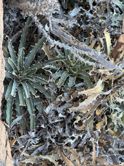 Puya gilmartiniae, photograph (c) Cody Hinchliff, some rights reserved (CC BY)