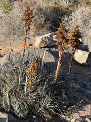 Puya gilmartiniae, photograph (c) Cody Hinchliff, some rights reserved (CC BY)