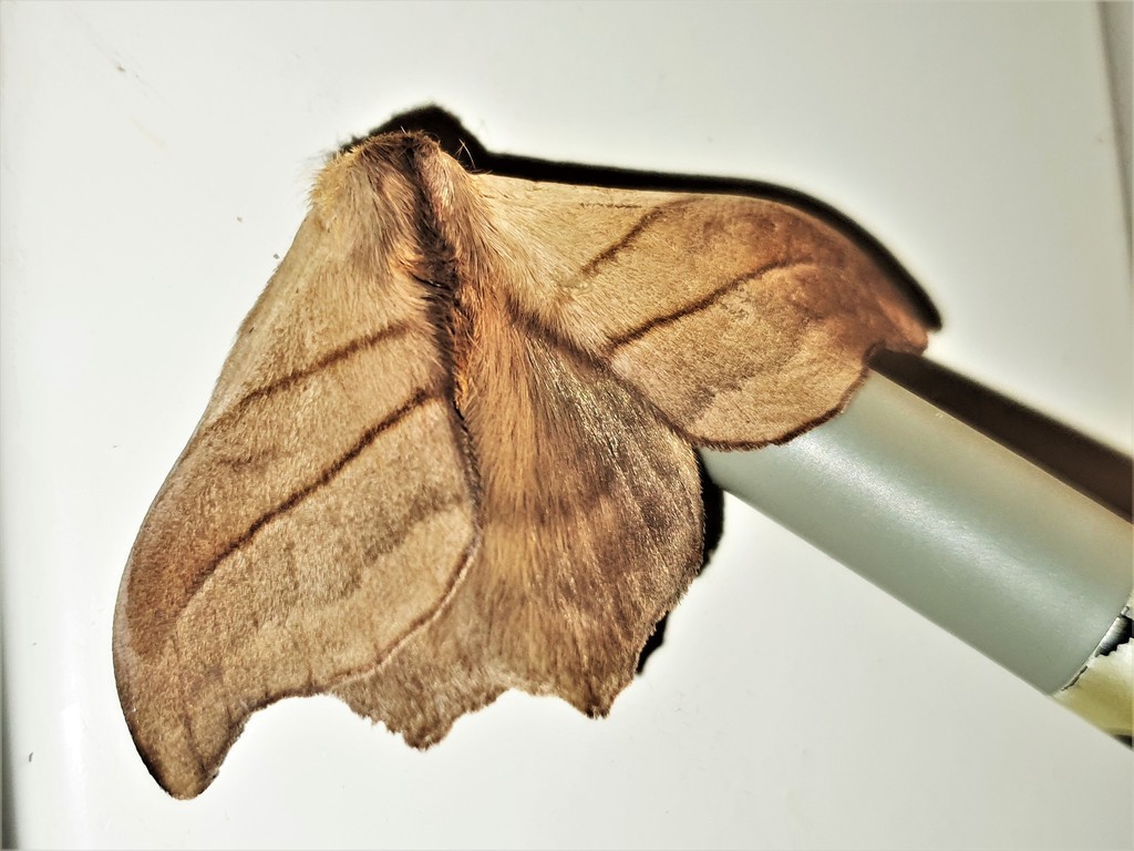 Hylesia gyrex