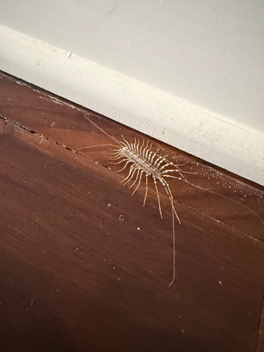 House Centipede