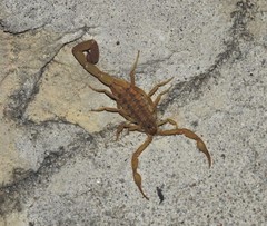 Centruroides limpidus