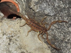 Centruroides limpidus