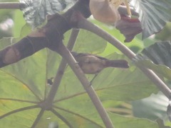 Sporophila castaneiventris