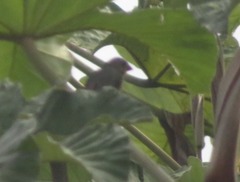 Sporophila castaneiventris