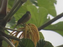 Sporophila castaneiventris