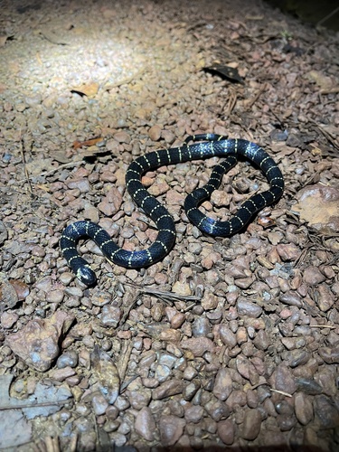 Photo of a Carib Coral Snake (Micrurus psyches)