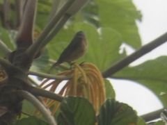 Sporophila castaneiventris