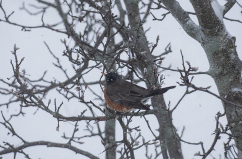 American Robin
