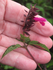 Salvia chiapensis