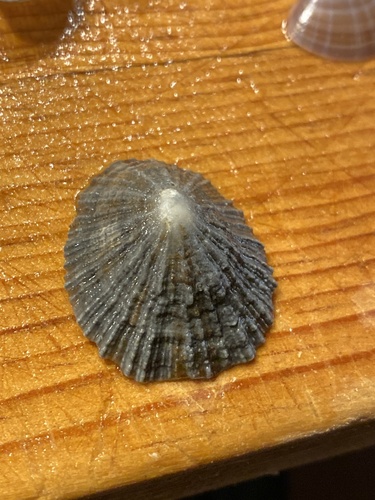 Patella caerulea
