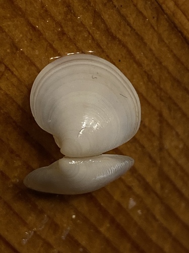 Dosinia lupinus