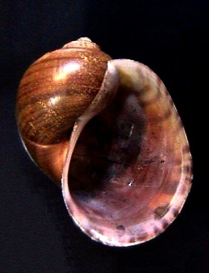 Titan Applesnail