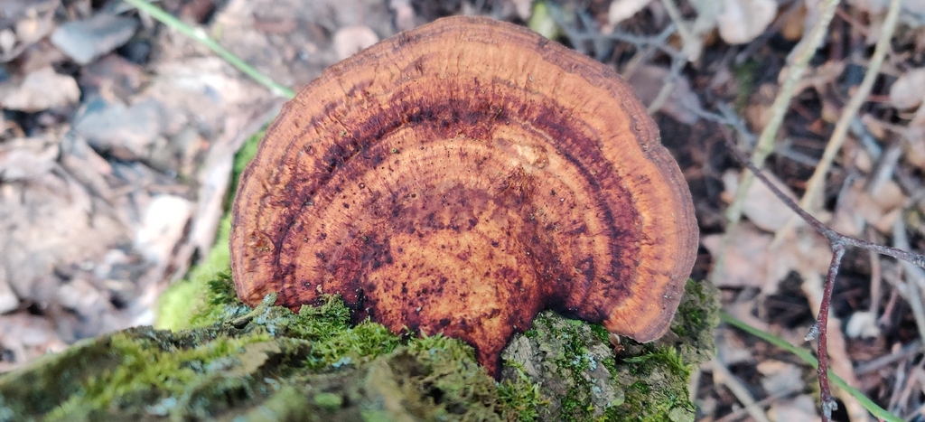 Daedaleopsis confragosa · February 2026 · photo: © jokerrr83 (iNaturalist, cc-by)