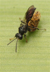 Clitemnestra