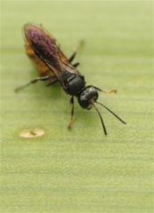 Clitemnestra