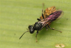 Clitemnestra