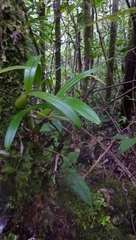 Bulbophyllum clavatum image