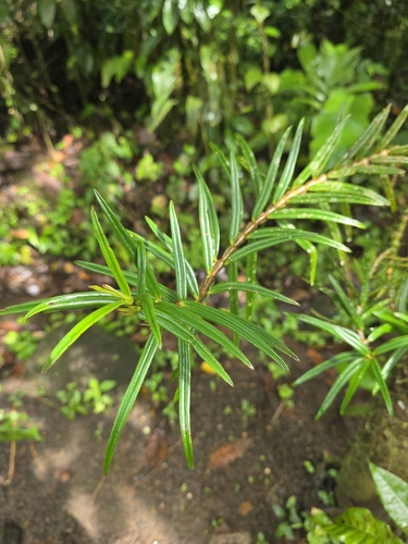 Columnea linearis, photograph 1