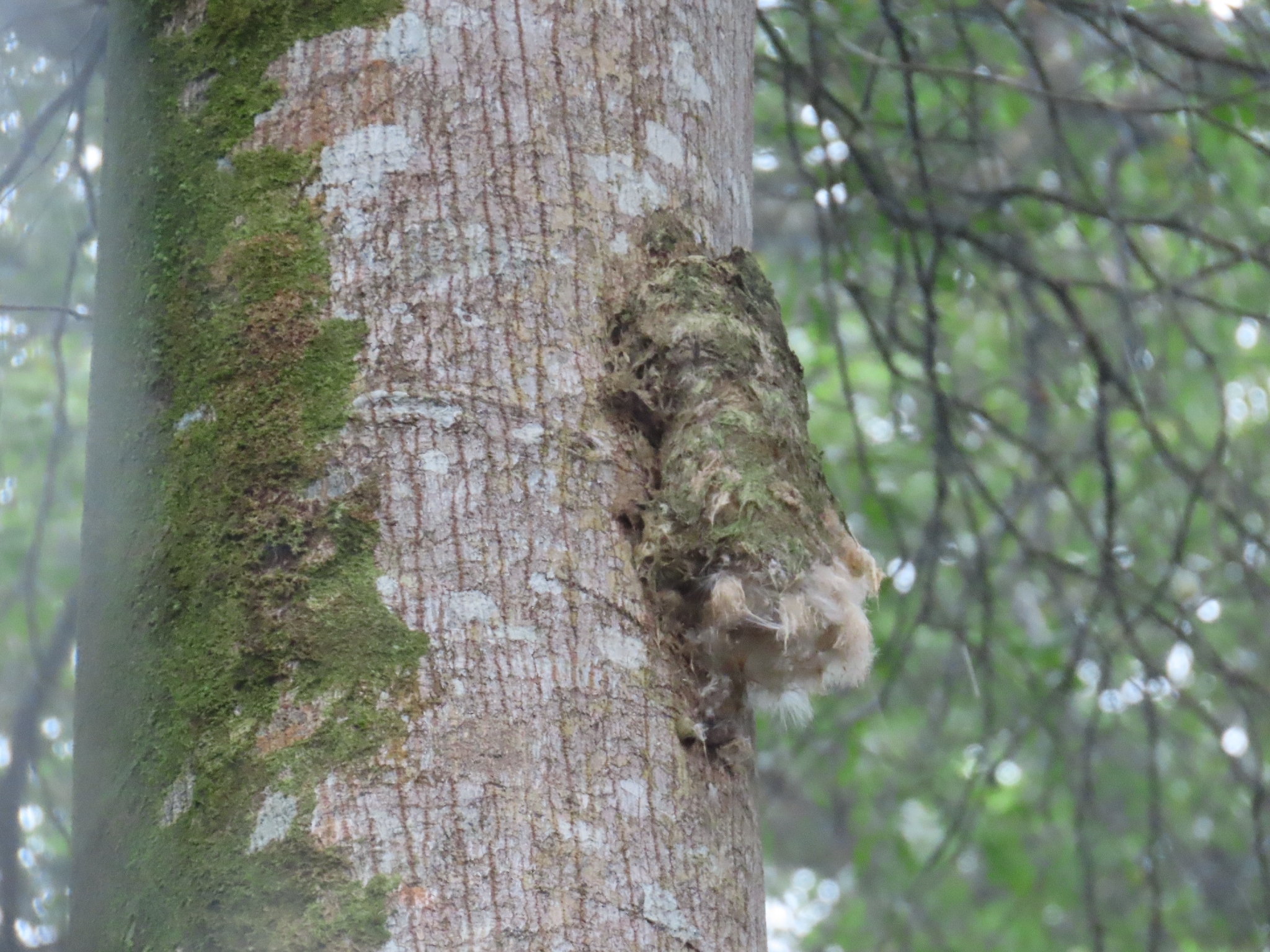 Lesser Swallow-tailed Swift (Panyptila cayennensis), photo 1