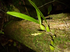 Bulbophyllum clavatum image
