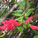 Lamourouxia longiflora - Photo (c) Chuck Sexton, osa oikeuksista pidätetään (CC BY-NC), lähettänyt Chuck Sexton