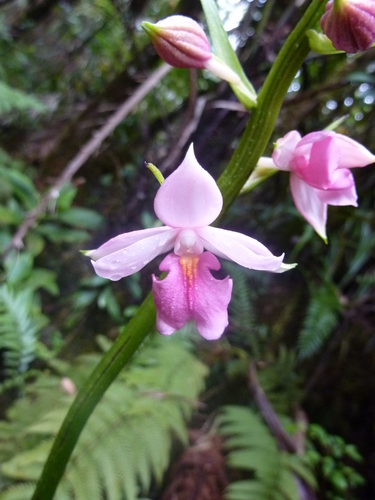 Calanthe sylvatica