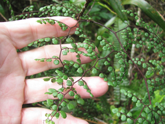 Adiantum feei