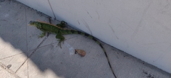 Iguana iguana