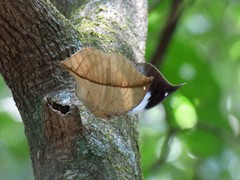 Kallima horsfieldii